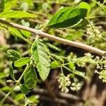 Buddleja asiatica Leaf