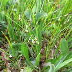 Juncus trifidus Flower