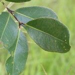 Syzygium × intermedium Hoja