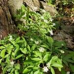 Panax trifolius Hábitos