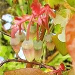 Vaccinium angustifolium Flower