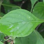 Ocimum campechianum Leaf