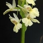 Dactylorhiza insularis Flower