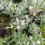 Salix glauca Kvet