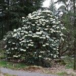 Rhododendron sinogrande Pokrój