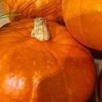 Cucurbita maximaFruto
