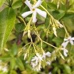 Trachelospermum jasminoidesFlor