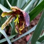 Fritillaria involucrata ফুল