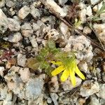 Jacobaea minuta Leaf