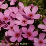 Androsace ciliata Flower