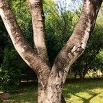 Cassia javanica 樹皮