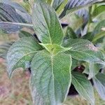 Pentas lanceolata Blad