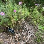 Cistus creticus Celota