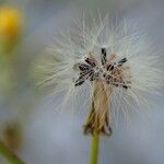 Pilosella piloselloides Hábito