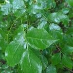 Staphylea trifolia Leaf