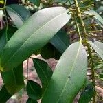 Pilocarpus pennatifolius Blad