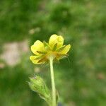 Potentilla crantzii 花