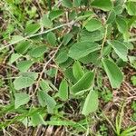 Grewia bicolor Leaf