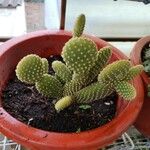 Opuntia microdasysHostoa