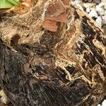 Ammocharis tinneana Φλοιός