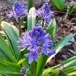 Scilla lilio-hyacinthus Flor