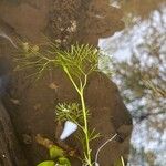 Ranunculus trichophyllus Leht