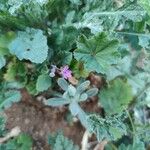 Erodium laciniatum 花