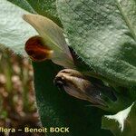 Vicia johannis Sonstige