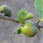 Diospyros kirkii Frukto