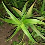 Aloe striatula ᱥᱟᱠᱟᱢ