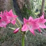 Crinum bulbispermum 花