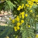 Acacia decurrens 花