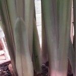 Stromanthe thalia Bark