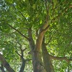 Acer cappadocicum অভ্যাস