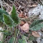 Hieracium bifidum Blad