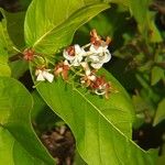 Holarrhena pubescens Blomma
