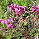 Pedicularis cenisia Flower