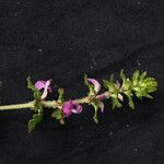 Pedicularis gracilis Yeri