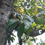 Ficus lacor Leaf