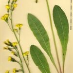 Crepis praemorsa Beste bat