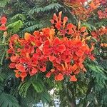 Delonix regia Kwiat