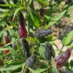 Capsicum frutescens Frucht