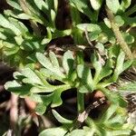 Ranunculus millefoliatus Leaf