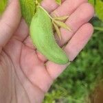 Cyclanthera pedata 果實