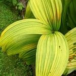 Veratrum nigrum Folha