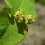 Euphorbia dulcis Flower