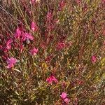 Oenothera lindheimeri