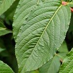 Weigela hortensis Leaf