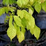 Wisteria floribunda Leht