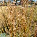 Schizachyrium scoparium Blatt